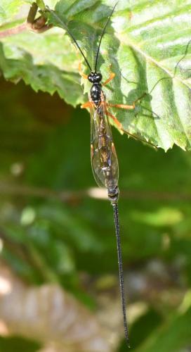 Réf. 349 948 : Dolichomitus sp.